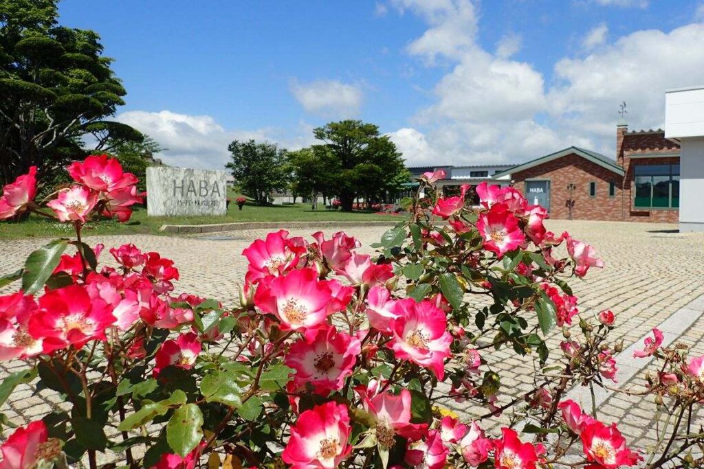 庭園自慢のバラ、シェリーメイディランド