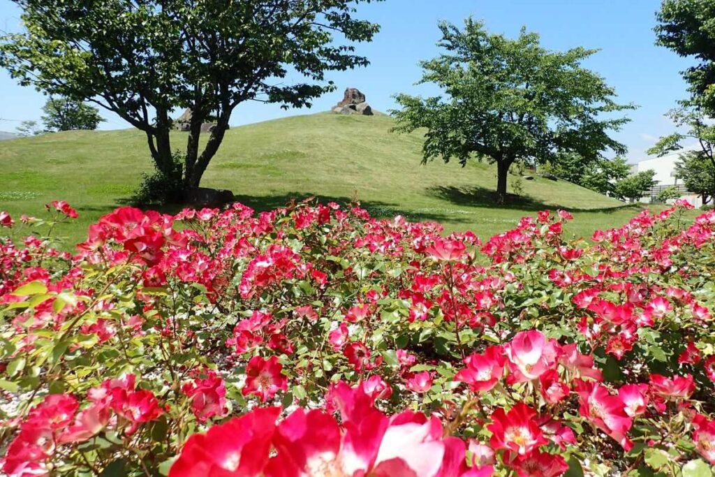 かわいらしい赤い花を付けるシェリーメイディランド