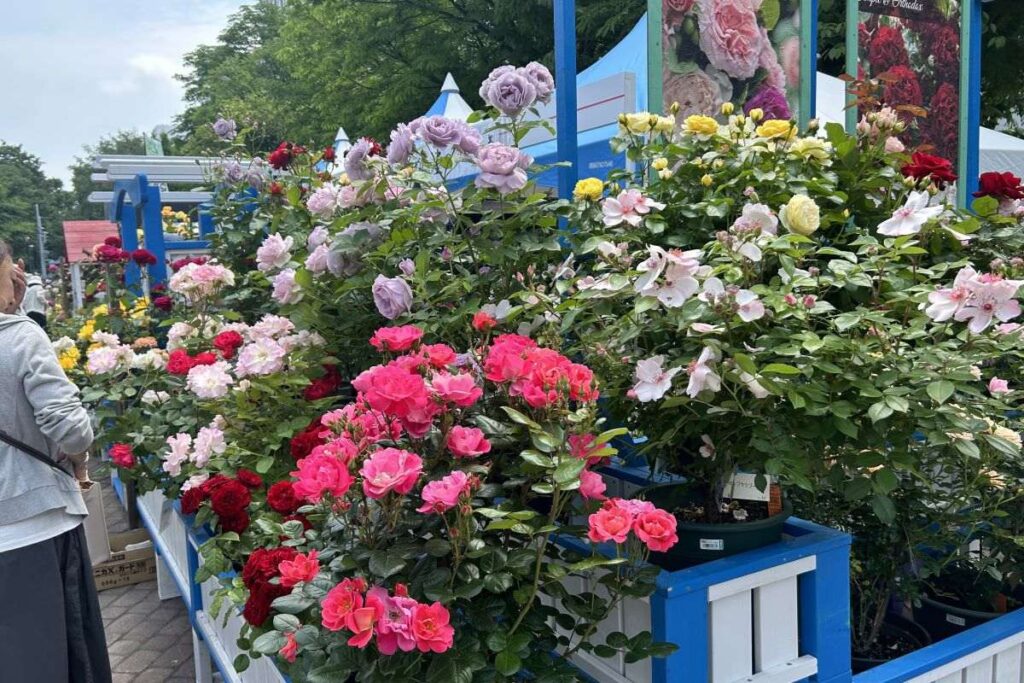 咲き誇る色とりどりのバラ