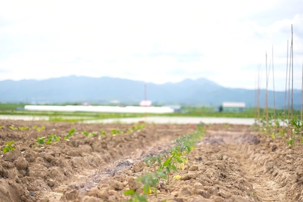 「みんなの工場」の畑