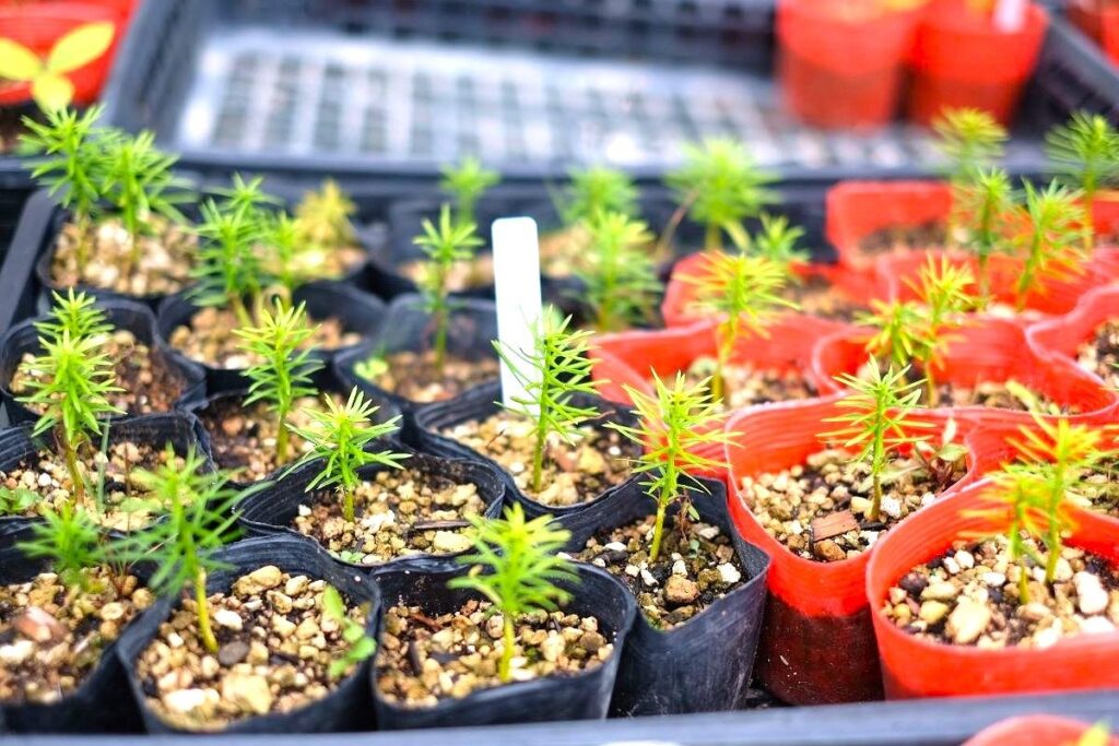 たねワークショップで育てている樹木の苗