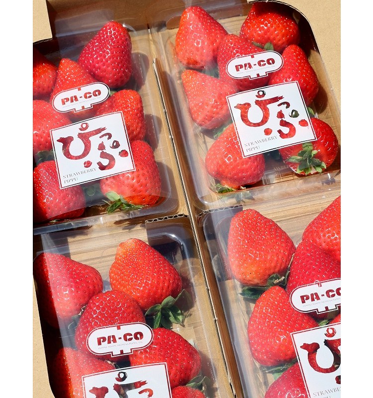 ラッピングされた比布町産のイチゴ（西野正史撮影）